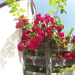 Alpenperle